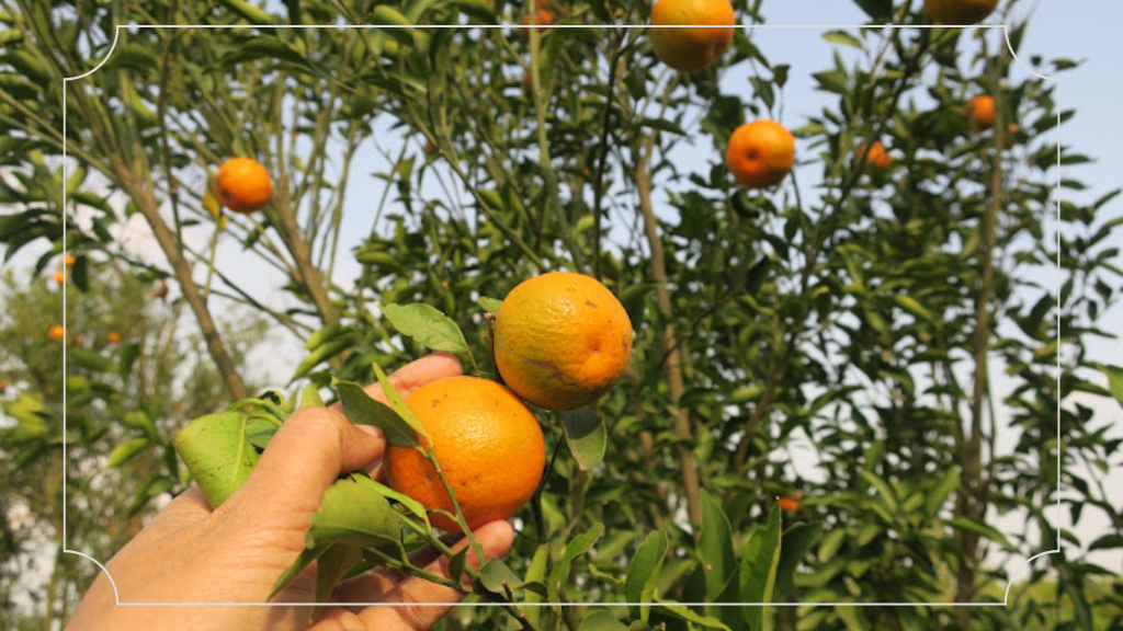 Wisata Agro Petik Jeruk