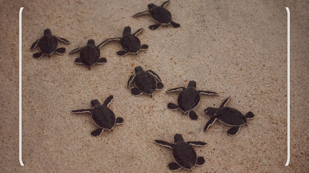 Wisata Edukasi Penangkaran Penyu