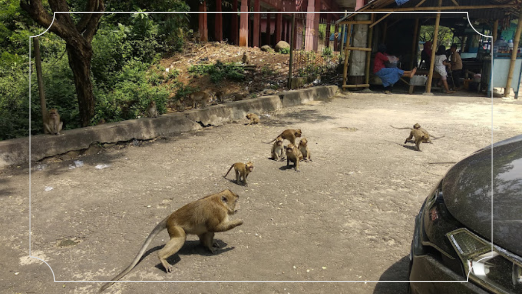 Wisata Kera Plangon