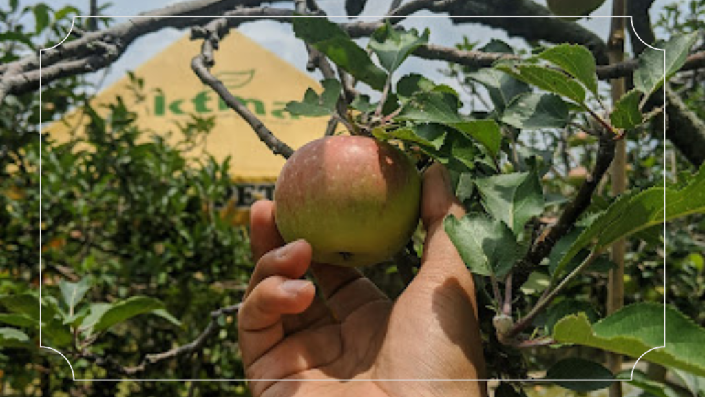 Wisata Petik Apel KTMA