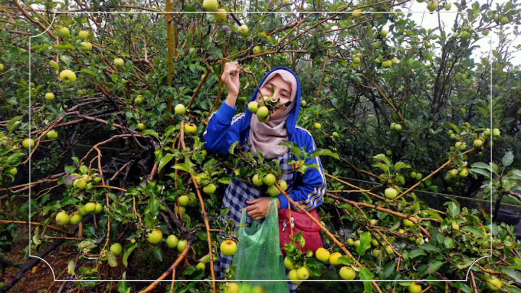 Wisata Petik Apel Mandiri Kota Batu