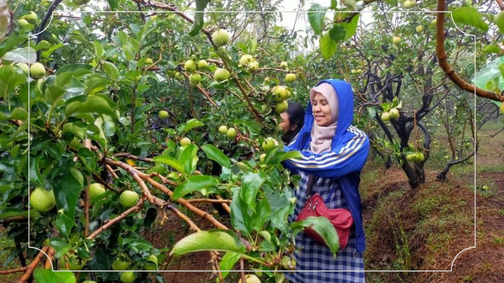 Wisata Petik Apel