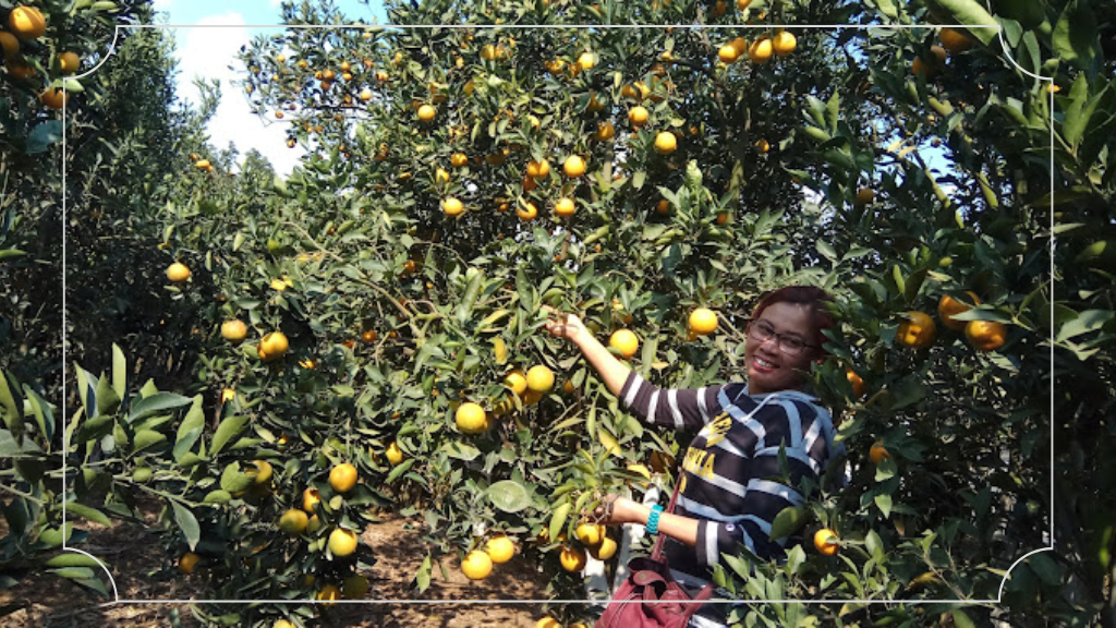 Wisata Petik Jeruk