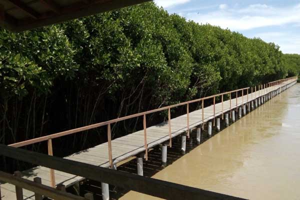 Hutan Mangrove Brebes 3 alamat dan rute lokasi hutan mangrove brebes