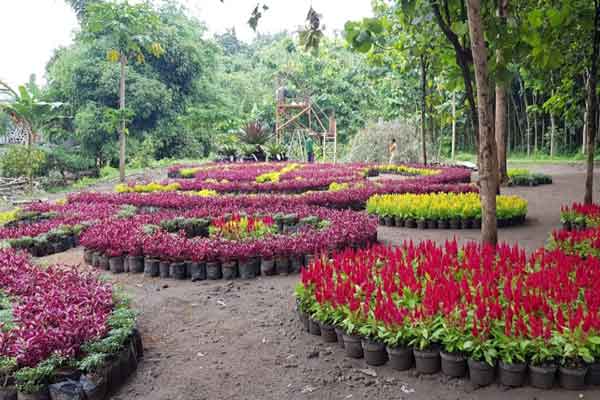 alamat dan rute lokasi kebun bibit kediri