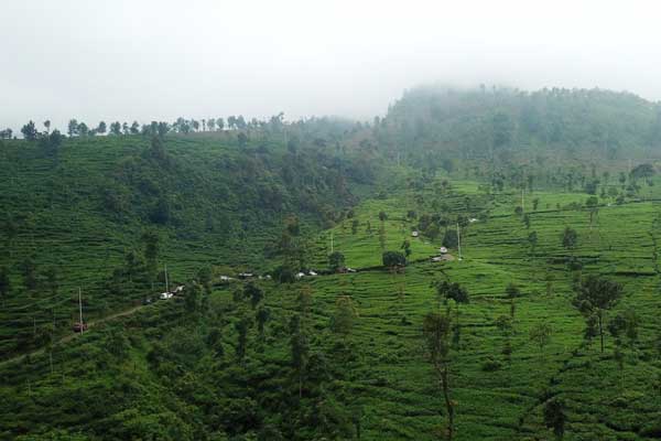 alamat dan rute lokasi kebun teh medini