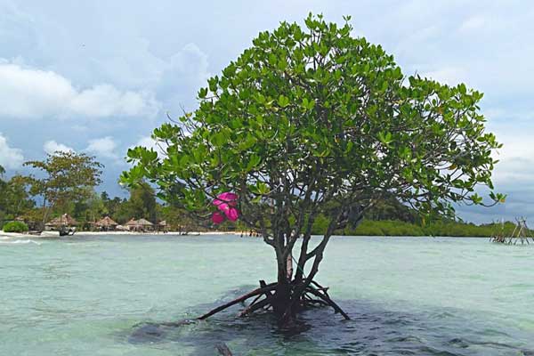 Pantai Elyora Batam 7 daya tarik pantai elyora