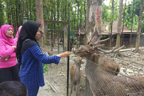 Alian Butterfly Park Kebumen 4 fasilitas alian butterfly park