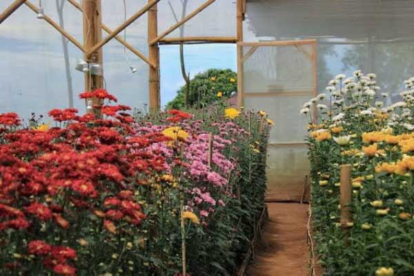 fasilitas taman bunga krisan