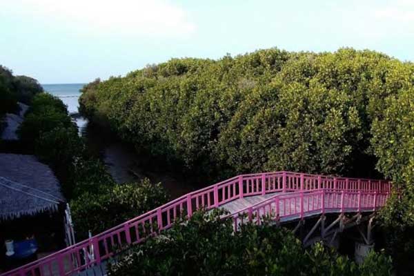 Hutan Mangrove Brebes 2 harga tiket masuk Hutan Mangrove Brebes