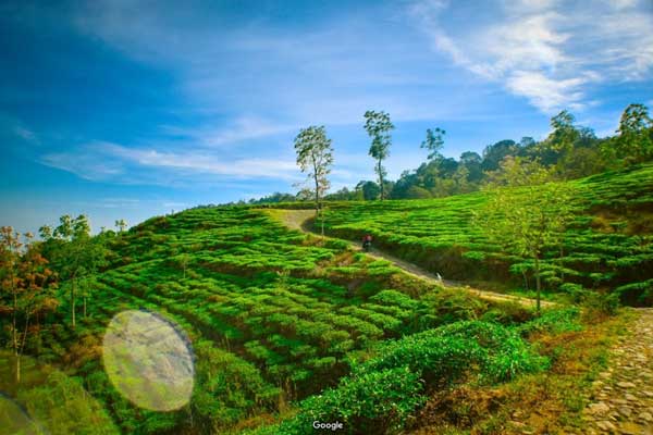 harga tiket masuk Kebun Teh Medini