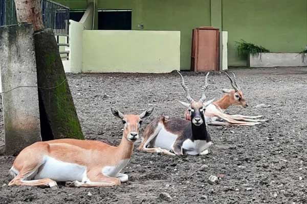 harga tiket masuk jurug zoo solo