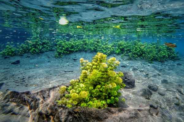 harga tiket masuk sumber sirah