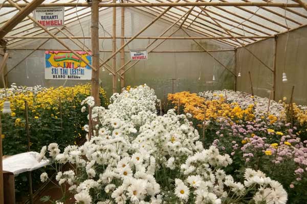 harga tiket masuk taman bunga krisan