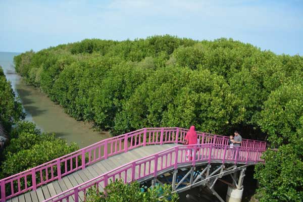 Hutan Mangrove Brebes 5 spot wisata hutan mangrove brebes