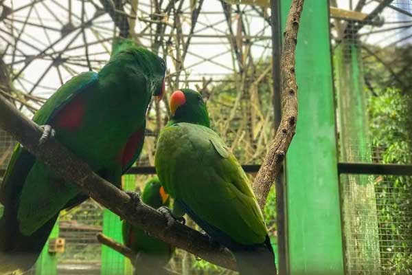 spot wisata jurug zoo solo