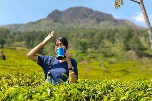 spot wisata kebuh teh medini