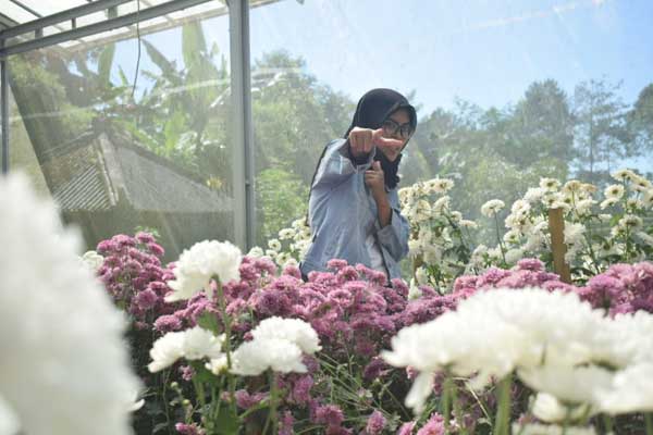 spot wisata taman bunga krisan