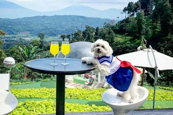 tips berkunjung ayanaz gedong songo