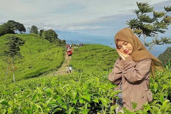 tips berkunjung kebun teh medini