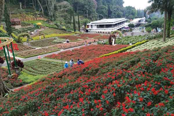 tips berkunjung selecta garden