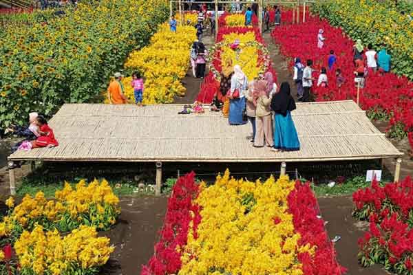 tips berkunjung taman bunga ambal