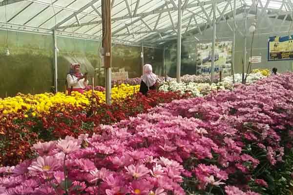 tips berkunjung taman bunga krisan